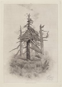 瑙山岛的古树 [板块2] 作者 罗伯特·斯温·吉福德