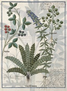 蕨类植物，荆棘和鲜花，简单药物书籍的插图由马修斯宝座 作者 罗宾特·德斯塔德