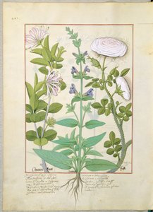 金银花，鼠尾草和玫瑰，来自简单药物的书由Mattheaus Platearius 133v 作者 罗宾特·德斯塔德