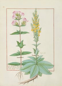 从Mattheaus Platearius的简单医学书的插图 作者 罗宾特·德斯塔德