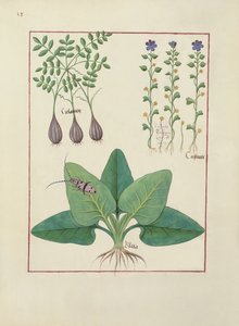 女士Fv VI＃1 fol。来自简单药物的书由Mattheaus Platearius（dc1161）c.1470