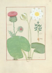 羽毛蓟，睡莲和蓖麻子植物，从简单的药物书的例证，由Mattheaus Platearius 作者 罗宾特·德斯塔德