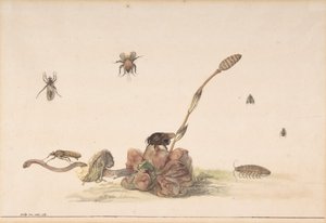 各种昆虫的真菌，1681年。 作者 罗克斯·范·维恩