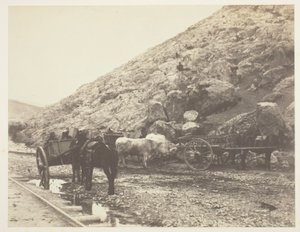 牛和马车，离开巴拉克拉瓦，1855年。 作者 罗杰芬顿