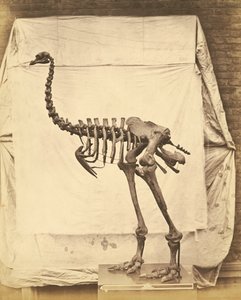 Dinornis Elephantopus Dinosaur 作者 罗杰芬顿