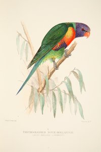 蓝腹长尾雉，出版。1916年手绘版画。 作者 罗兰·格林（Roland Green）