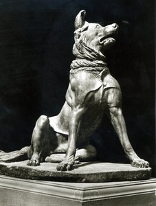 Bullmastiff Galu (nsangalabwi) 作者 罗马罗马