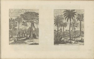 Landschappen met mangobomen, kokos- en palmbomen
Fruits de l