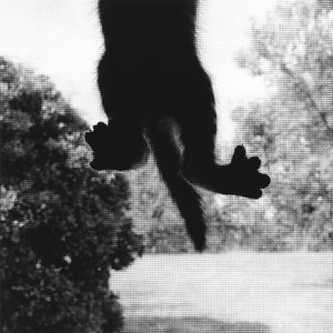 攀爬的猫 作者 罗恩·埃文斯（Ron Evans）