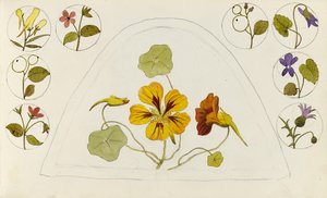 金莲花和其他花卉的设计 作者 粉红板