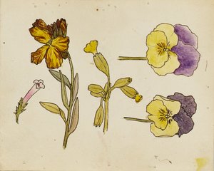 花卉研究 - 三色堇、墙头花 作者 粉红板
