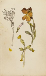 研究花卉、墙头草和牛膝草 作者 粉红板