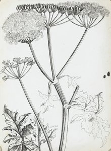 牛欧芹 作者 罗莎莉·布里尔（Rosalie Brill）