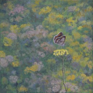 Brown Argus (after photo by Sara Crow) 作者 露丝·艾迪纳尔