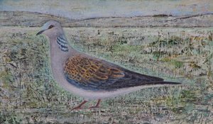 Turtle Dove 作者 露丝·艾迪纳尔