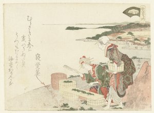 切香草