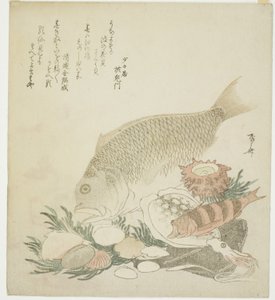 鱼和贝壳