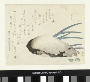 小雪中的韭菜 作者 卡三郎