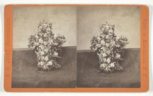 无题[十字架形状的花卉贡品]，19世纪中期。 作者 SD昆特