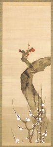 红白梅花（绢本水墨、彩色、金色） 作者 酒井O