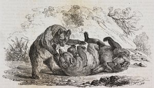 西班牙阿斯图里亚斯的熊，Salvatore Puglia 的石版画，选自 Poliorama Pittoresco，第 9 期，10 月 7 日