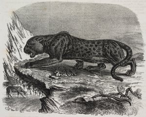 法国巴黎植物园的黑豹，萨尔瓦多·普利亚 (Salvatore Puglia) 的石版画，来自 Poliorama Pittoresco，n 26，2 月 4 日