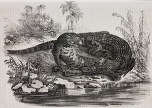 凯门鳄和美洲虎，萨尔瓦托·普利亚 (Salvatore Puglia) 石版画，来自 Poliorama Pittoresco，n 16，11 月 25 日