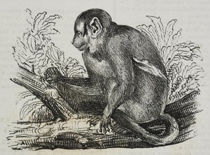 夜猴 douroucoulis (Aotus trivirgatus)，Salvatore Puglia 版画，出自 Poliorama Pittoresco，n 46，6 月 25 日 作者 萨尔瓦多·普利亚
