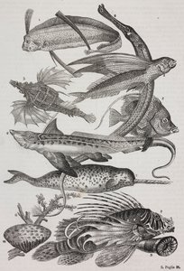 海洋生物: 1 Dattiloftera, 2 Syngnathus, 3 Pegasus, 4 Trachypterus, 5 Chaetodon, 6 Rabbit Fish, 7 Unicorn (narwhal), 8 Flying Pteroids, 9 Attinia