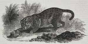 苏门答腊猫，萨尔瓦托·普利亚（Salvatore Puglia）石版画，出自 Poliorama Pittoresco，n 47，7 月 1 日