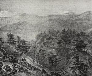黎巴嫩山及其著名雪松的景色，萨尔瓦托·普利亚 (Salvatore Puglia) 的石版画，来自 Poliorama Pittoresco，n 10，10 月 15 日 作者 萨尔瓦多·普利亚