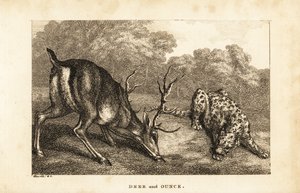 雄鹿Cervus elaphus和雪豹Panthera uncia之间的邂逅
