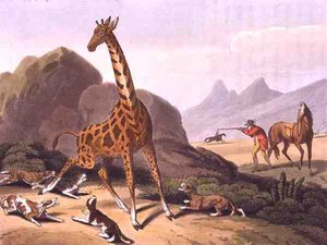 狩猎骆驼，由Matthew Dubourg（约1785-1820）雕刻，由Edward Orme出版。