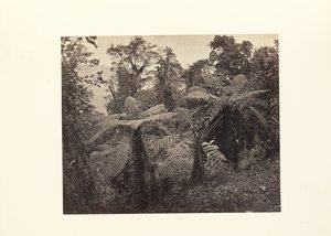 大吉岭；勒邦的蕨类植物群 作者 塞缪尔·伯恩