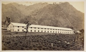 大吉岭塞利姆茶园，新工厂，下部，选自《大吉岭风景》，1860-80 年（黑白照片） 作者 塞缪尔·伯恩