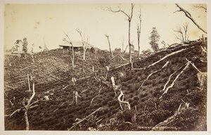 大吉岭塞利姆茶园，选自《大吉岭风景》，1860 -1880 年（黑白照片） 作者 塞缪尔·伯恩