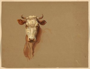 素描，两项研究。  牛，1876 年