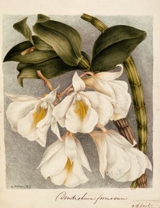 大花蕙兰帅c.1839（水彩） 作者 塞缪尔·霍尔登（Samuel Holden）