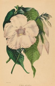 辉煌的埃奇斯 作者 Samuel Holden