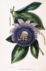 西番莲，c.1834-1849 作者 塞缪尔·霍尔登（Samuel Holden）