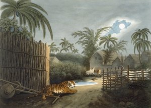 一只老虎穿过一个村庄（恐怖的牛群），来自托马斯威廉姆森的“东方田径运动”，1808年