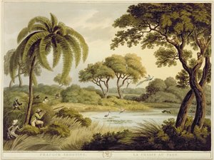 孔雀射击，从东方体育运动，酒吧。作者：Edward Orme，1807（印刷品）