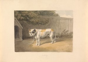 斗牛犬 作者 塞缪尔·豪伊特