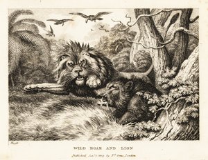 狮子与野猪搏斗，秃鹫在上空盘旋。1811年（蚀刻版画）