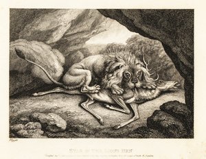 一头狮子在洞穴里吃雄鹿的尸体。1811年（蚀刻版画）