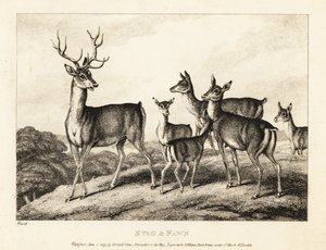 一头雄鹿与母鹿和小鹿。 雄鹿和小鹿。 1811（蚀刻） 作者 塞缪尔·豪伊特