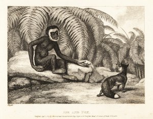 一只无尾猴向狐狸要尾巴。猩猩和狐狸1811 年（蚀刻版画）