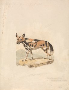 阿比西尼亚犬