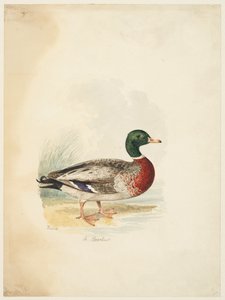 鸭子 - Anas boschas（右图），约 1813-22 年（石墨、钢笔、棕色墨水和水彩，石墨，水粉纸） 作者 塞缪尔·豪伊特