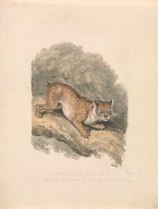北美山猫 作者 Samuel Howitt